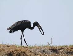 African Openbill