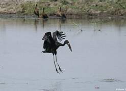 African Openbill