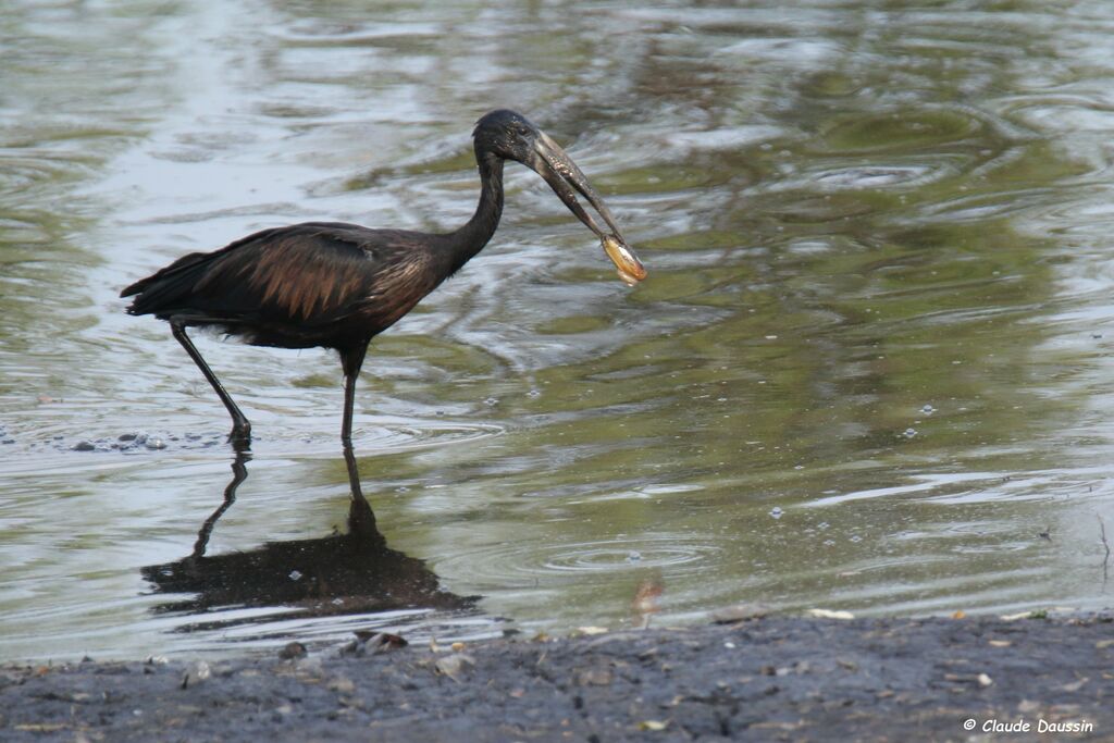 African Openbill