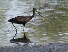 African Openbill