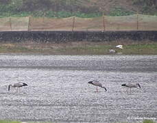 Asian Openbill