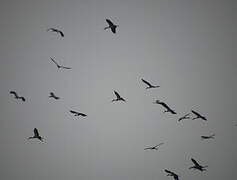 Asian Openbill