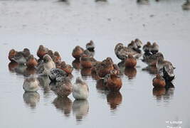 Red Knot