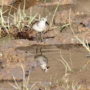 Little Stint