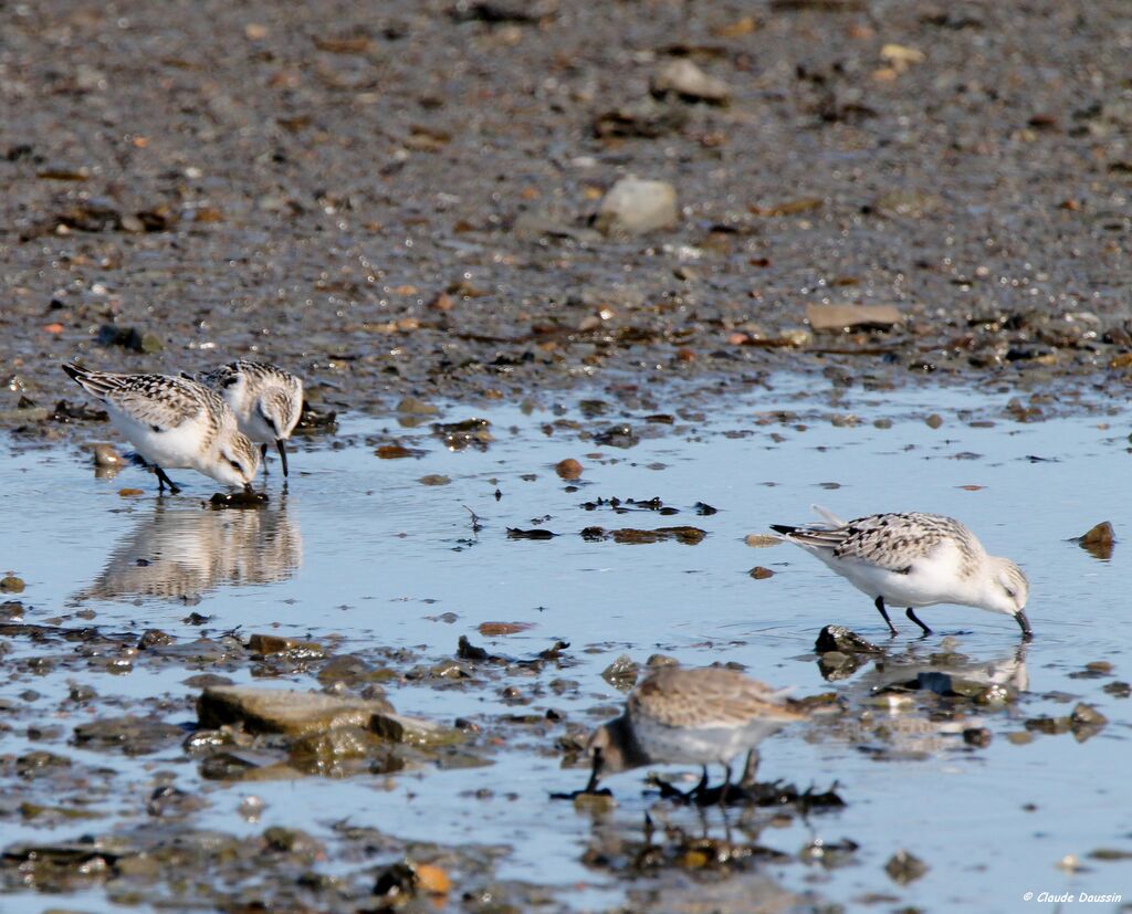 Sanderling