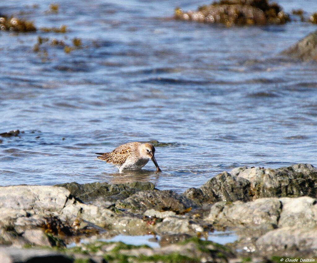 Bécasseau variable