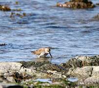 Dunlin