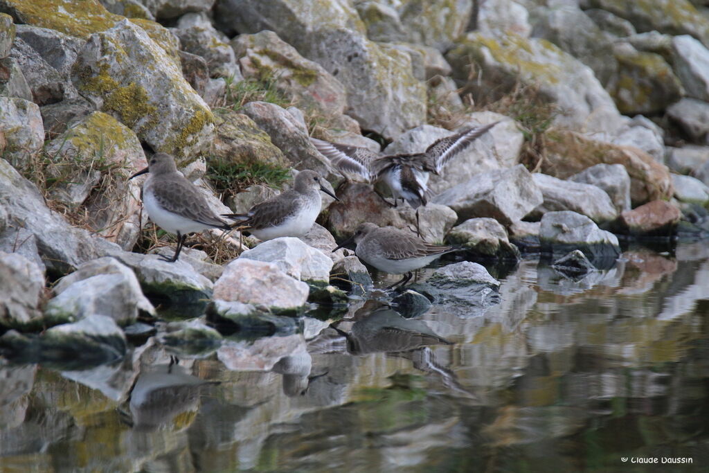 Dunlin