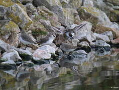 Dunlin