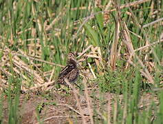 Common Snipe