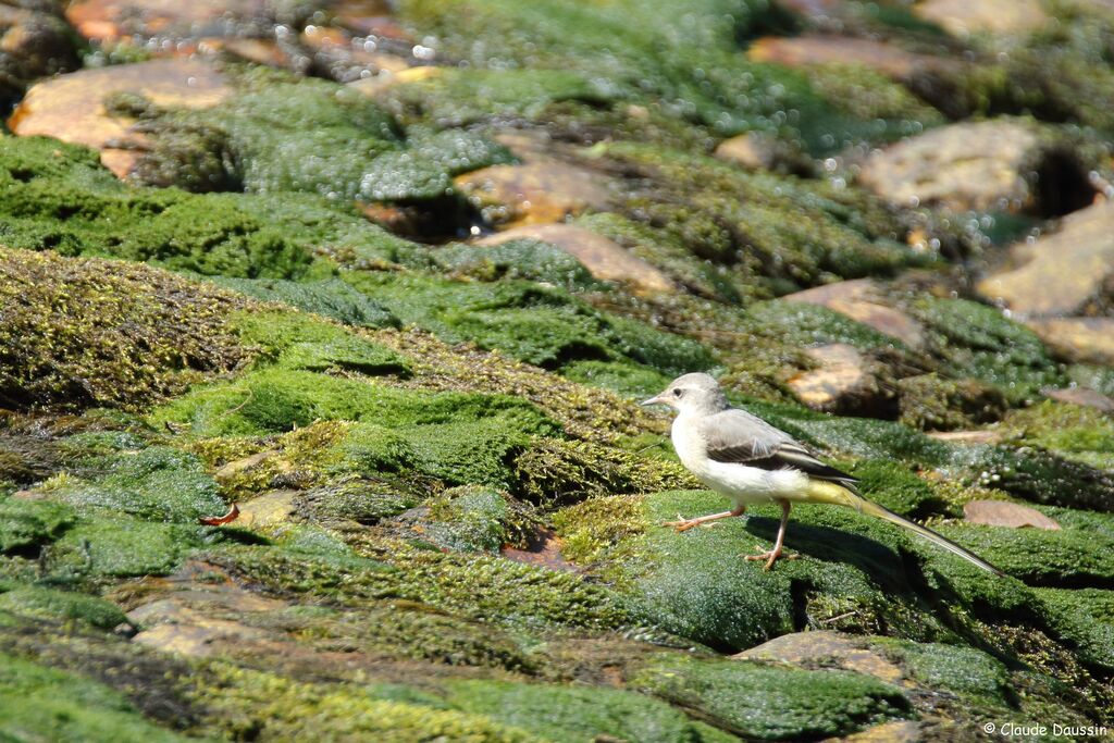 Bergeronnette des ruisseaux