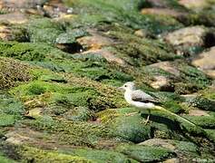 Grey Wagtail