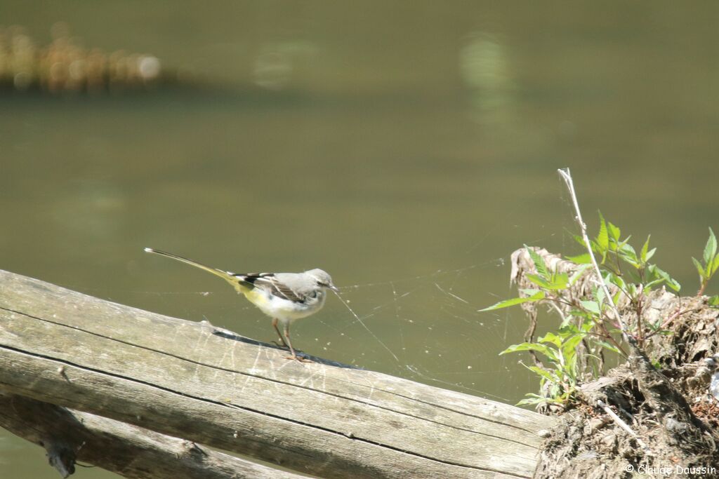 Grey Wagtail