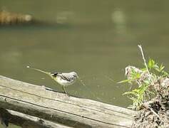 Grey Wagtail