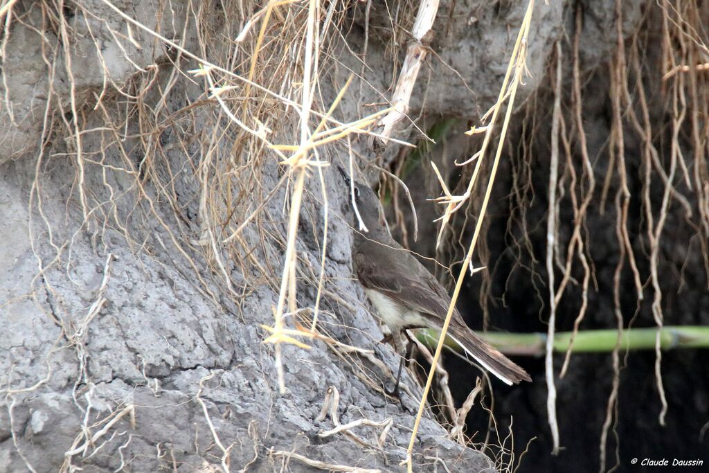 Cape Wagtail