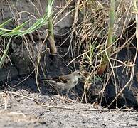 Cape Wagtail