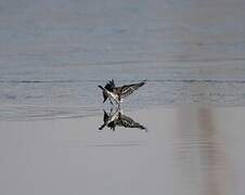 White Wagtail