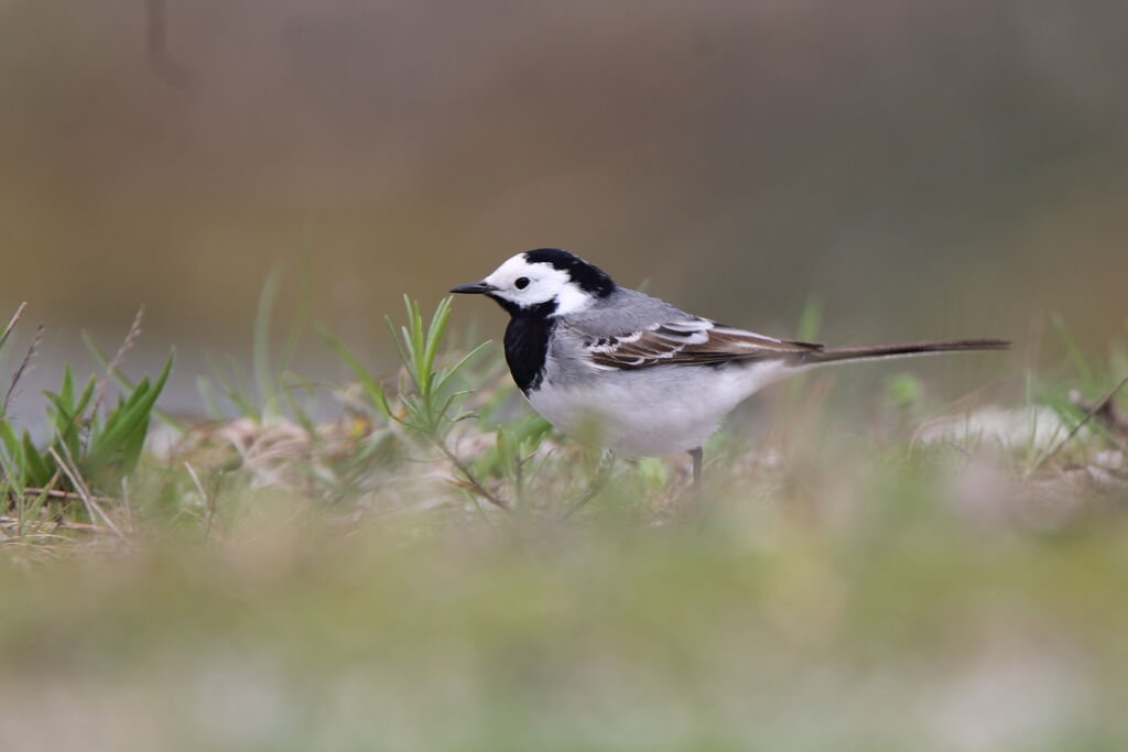 White Wagtail