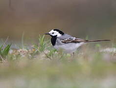 White Wagtail