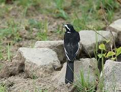 African Pied Wagtail