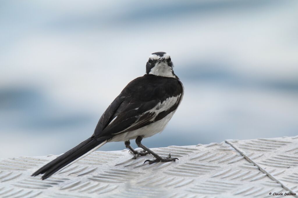 African Pied Wagtail