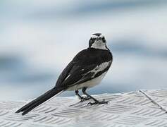 African Pied Wagtail