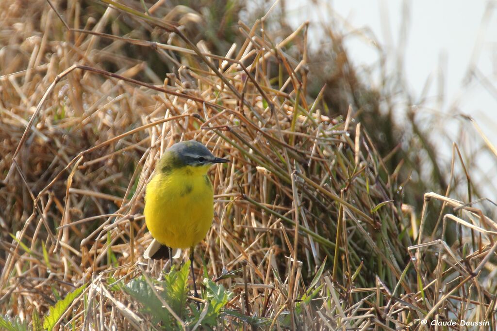 Western Yellow Wagtail