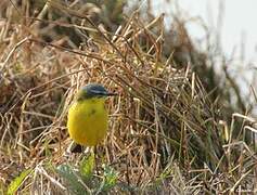 Western Yellow Wagtail