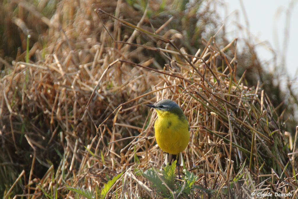 Western Yellow Wagtail