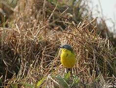 Western Yellow Wagtail