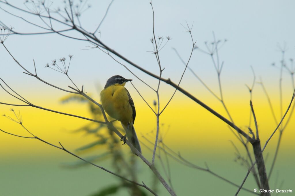 Western Yellow Wagtail