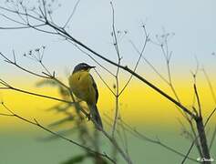 Western Yellow Wagtail