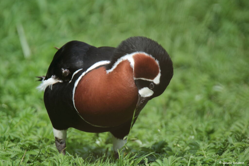 Red-breasted Goose
