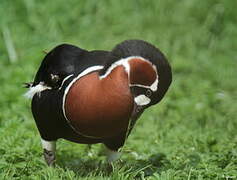 Red-breasted Goose