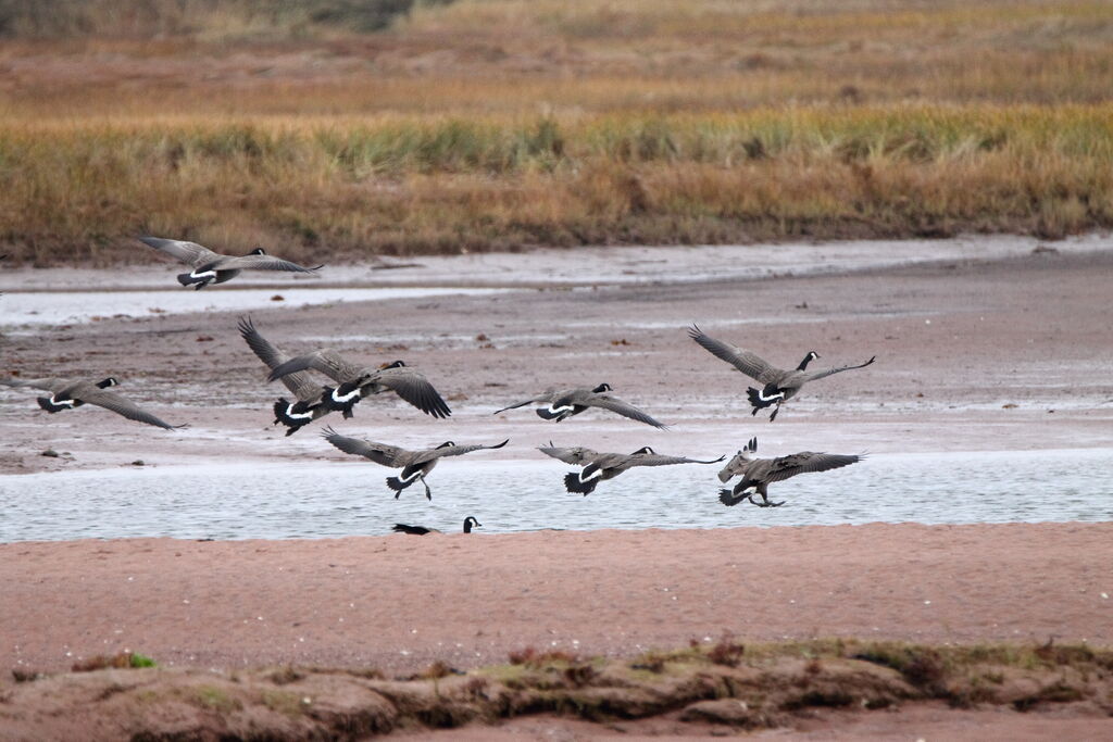 Canada Goose