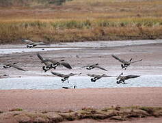 Canada Goose