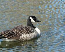 Canada Goose