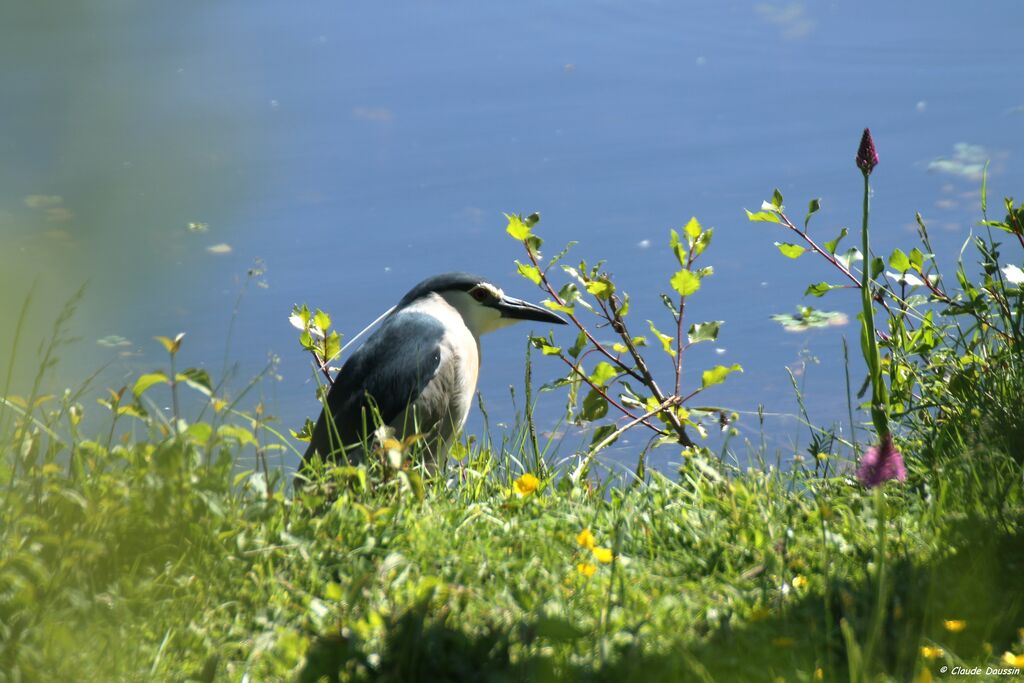 Black-crowned Night Heron