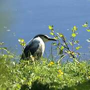 Black-crowned Night Heron