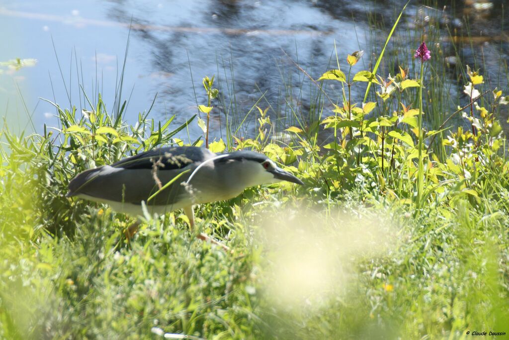 Black-crowned Night Heron