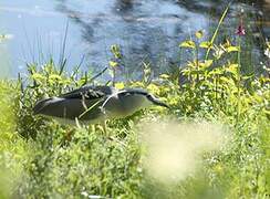 Black-crowned Night Heron