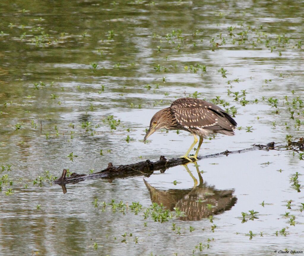 Black-crowned Night Heron