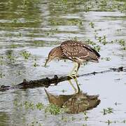 Black-crowned Night Heron