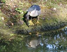 Black-crowned Night Heron