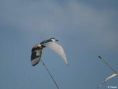 Black-crowned Night Heron