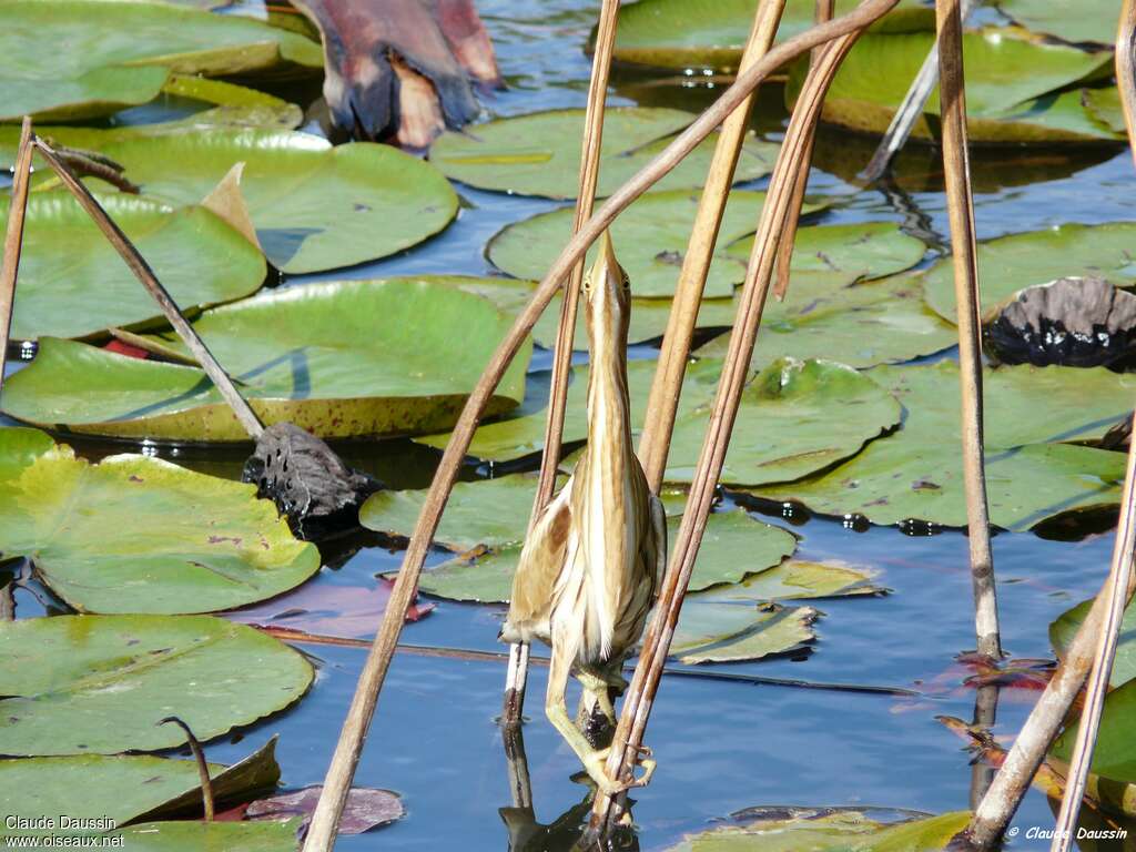 Little Bittern female juvenile, habitat, camouflage, Behaviour