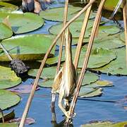 Little Bittern