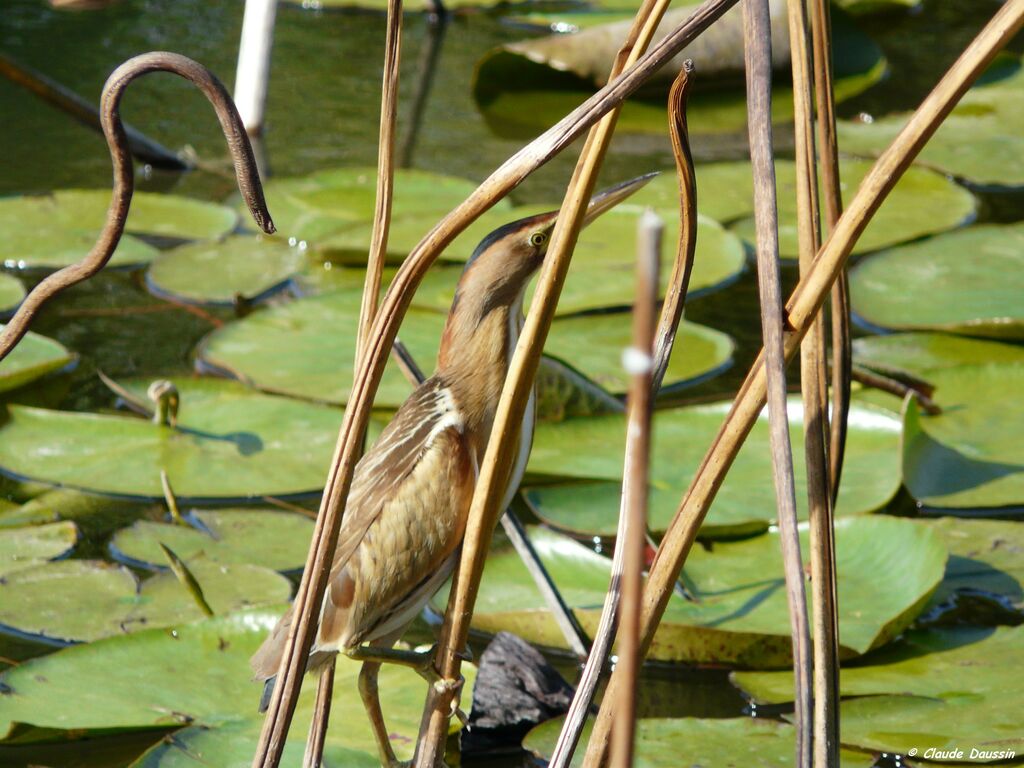 Little Bittern