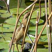 Little Bittern