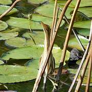 Little Bittern